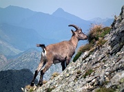 Dalla Bocchetta di Trona giro ad anello: LAGO ROTONDO - PIZZO PARADISO - VAL D'INFERNO – GIAROLO il 23 agosto 2011  - FOTOGALLERY